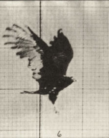 Plate 768 Vulture flying — figure reference